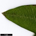 SpeciesSub: var. heliolepis